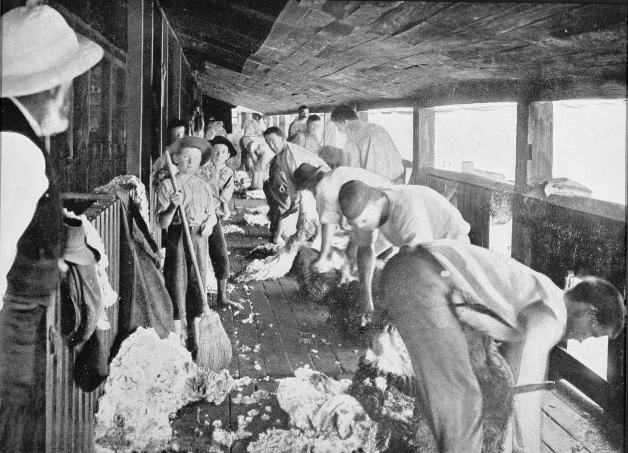 Sheing Shearing Shed ، كوينزلاند ، c.1900 ، من "تحت الصليب الجنوبي - لمحات من أستراليا" ، نُشر عام 1908 بواسطة مصور استرالي