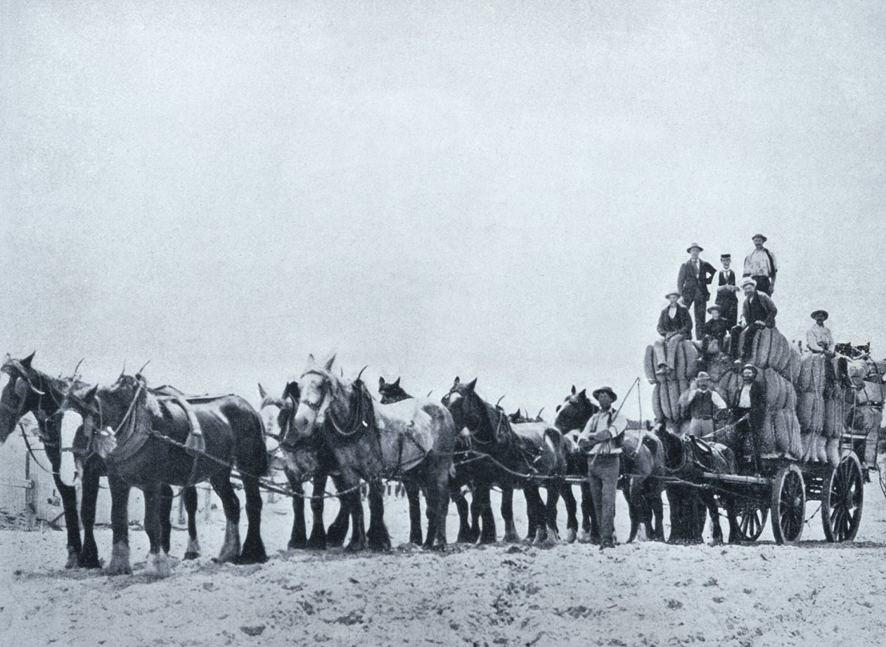 فريق حمل الصوف ، غرب أستراليا ، c.1900 ، من "تحت الصليب الجنوبي - لمحات أستراليا" ، نشرته وزارة الشؤون الخارجية ، ملبورن ، 1908 بواسطة مصور استرالي