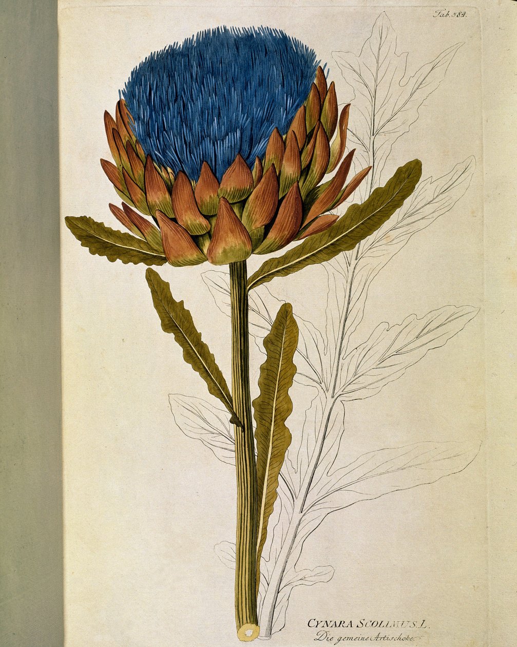 Botanical: “” Artichoke”” (Cynara scolymus) Plate drawn from “” Medicinalium secundum Linnaei digestarum”” by Joseph Jacobi Plenck (1735-1807) 1788-1803 Private collection بواسطة المدرسة النمساوية