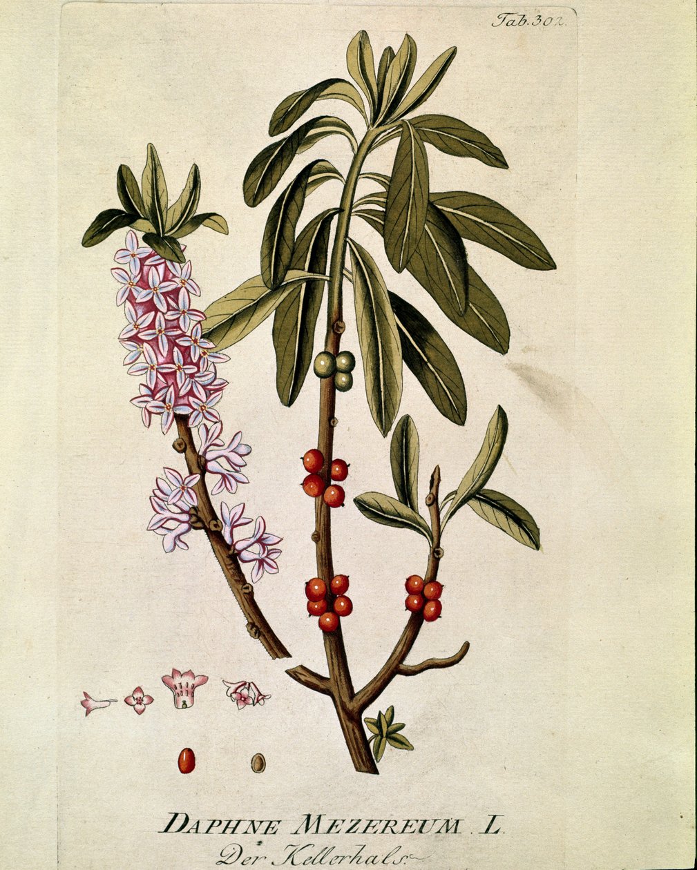 نباتي: "" Bois-joli "" (Bois joli) (أو Bois-gentil ، Bois gentile) (Daphne mezereum) لوح مستخرج من "Medicinalium secundum Linnaei Digestarum" بقلم جوزيف جاكوبي بلينك (1735-1807) 1788-1803 مجموعة خاصة بواسطة المدرسة النمساوية