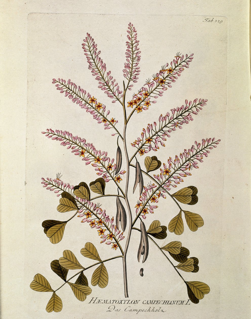 نباتي: "" Campeche "(Haematoxylon campechianum) لوح مستخرج من" "Medicinalium secundum Linnaei Digestarum" "بقلم جوزيف جاكوبي بلينك (1735-1807) 1788-1803 مجموعة خاصة بواسطة المدرسة النمساوية