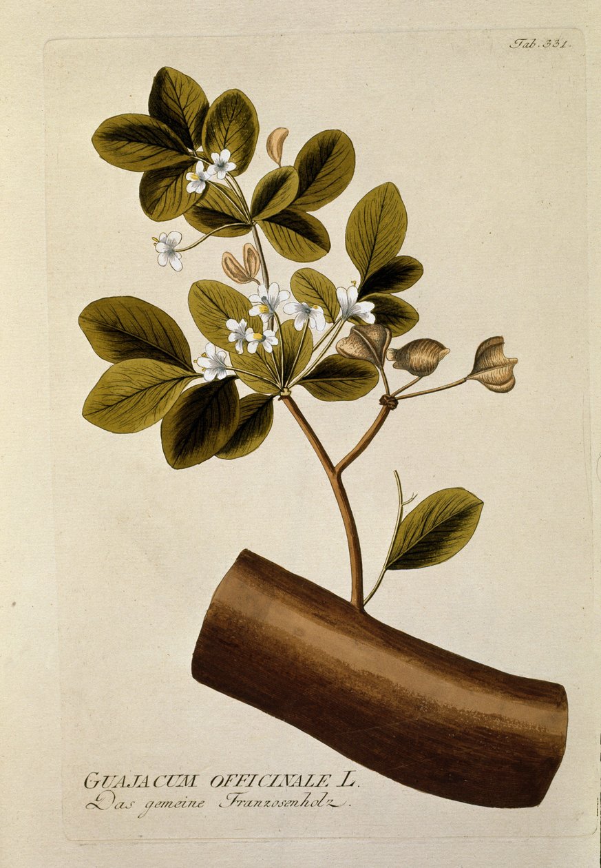 نباتي: "" Guajacun officinale "" لوحة مسحوبة من "" Medicinalium secundum Linnaei Digestarum "" لجوزيف جاكوبي بلينك (1735-1807) 1788-1803 مجموعة خاصة بواسطة المدرسة النمساوية