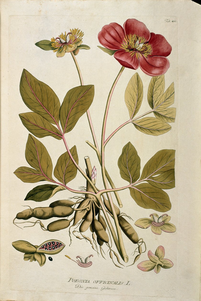 Botanical: “” Peony officinale”” (Poeonia officinalis) Plank drawn from “Medicinalium secundum Linnaei digestarum” by Joseph Jacobi Plenck (1735-1807) 1788-1803 Private collection بواسطة المدرسة النمساوية