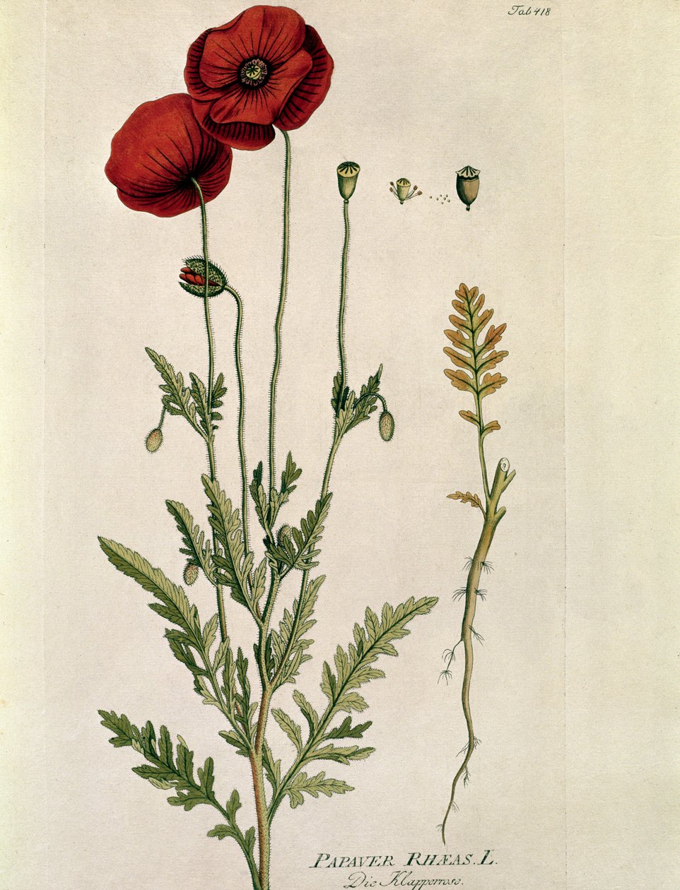 نباتي: "" Red Poppy "(Papaver rhaeas) لوحة مسحوبة من" "Medicinalium secundum Linnaei Digestarumó بواسطة جوزيف جاكوبي بلينك (1735-1807) 1788-1803 مجموعة خاصة بواسطة المدرسة النمساوية