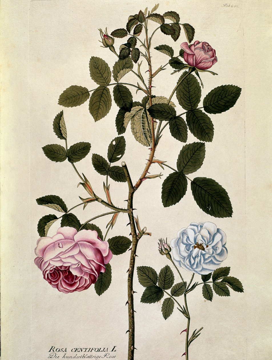 Botanical: Rose with a hundred leaves (Rosa centifolia) Plate drawn from “Medicinalium secundum Linnaei digestarum”” by Joseph Jacobi Plenck (1735-1807) 1788-1803 Private collection بواسطة المدرسة النمساوية
