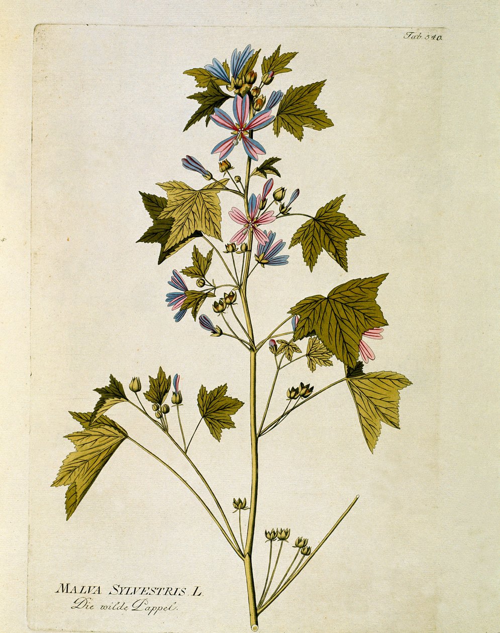 نباتي: "" أرجواني كبير "(Malva sylvestris) لوحة مأخوذة من" "Medicinalium secundum Linnaei Digestarum" "لجوزيف جاكوبي بلينك (1735-1807) 1788-1803 مجموعة خاصة بواسطة المدرسة النمساوية