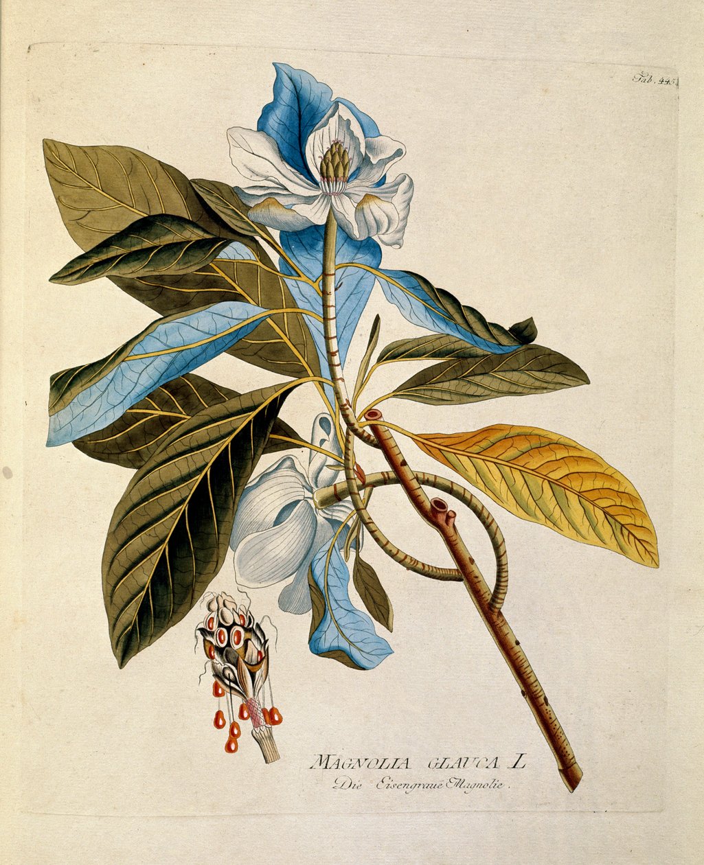 نباتي: "" ماغنوليا "" لوحة مأخوذة من "" Medicinalium secundum Linnaei Digestarum "" لجوزيف جاكوبي بلينك (1735-1807) 1788-1803 مجموعة خاصة بواسطة المدرسة النمساوية
