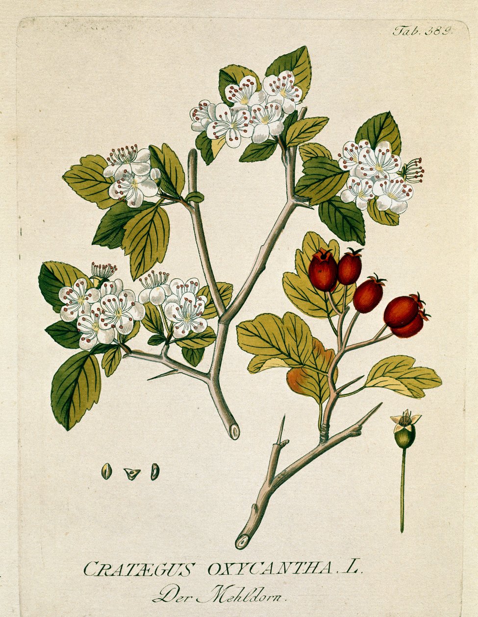 Botanical: “” spinous aubepine”” (Crataegus oxycantha) Plank drawn from “” Medicinalium secundum Linnaei digestarum”” by Joseph Jacobi Plenck (1735-1807) 1788-1803 Private collection بواسطة المدرسة النمساوية