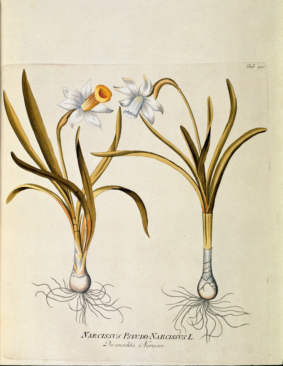 نباتي: "" نرجس أصفر أو بوق "(Narcissus pseudonarcissus) لوحة مأخوذة من" Medicinalium secundum Linnaei Digestarum "بقلم جوزيف جاكوبي بلينك (1735-1807) 1788-1803 مجموعة خاصة بواسطة المدرسة النمساوية