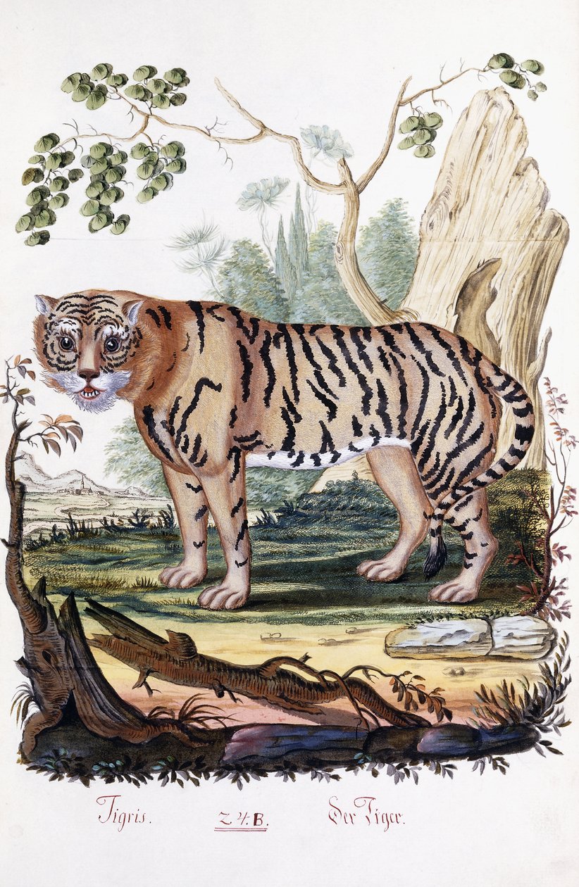 النمر ، 1794 بواسطة المدرسة النمساوية