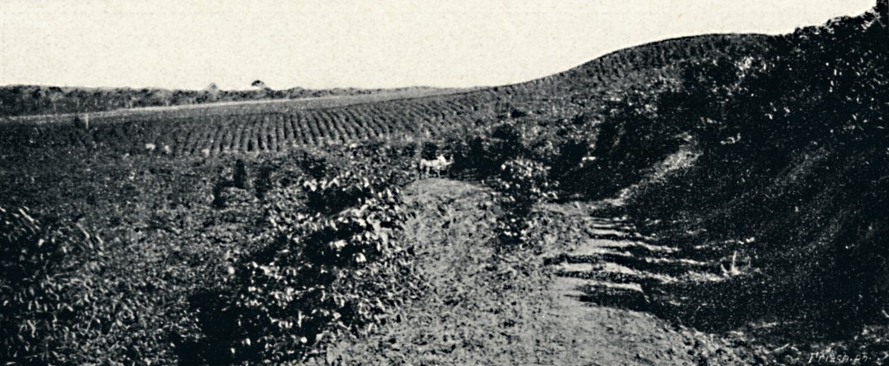 كافزال ، 1895 بواسطة أكسل فريك