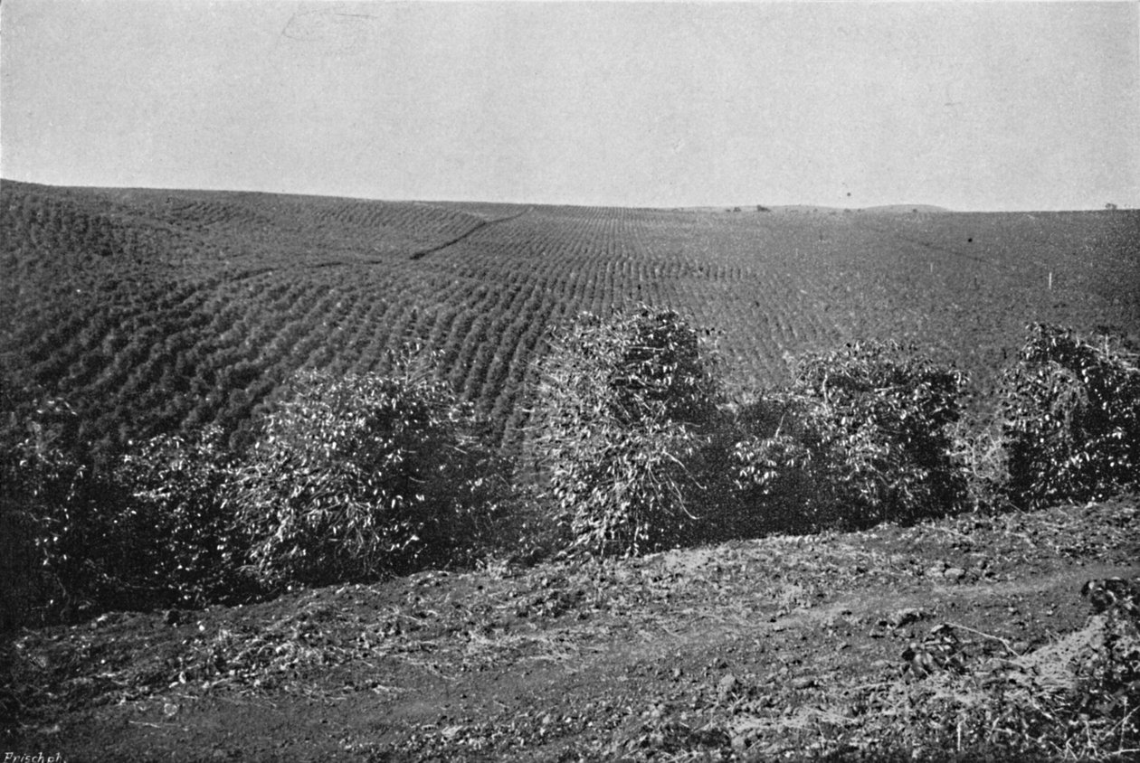 شكلت بلانتاكو دي كافيه ، البن المزرعة ، 1895 بواسطة أكسل فريك