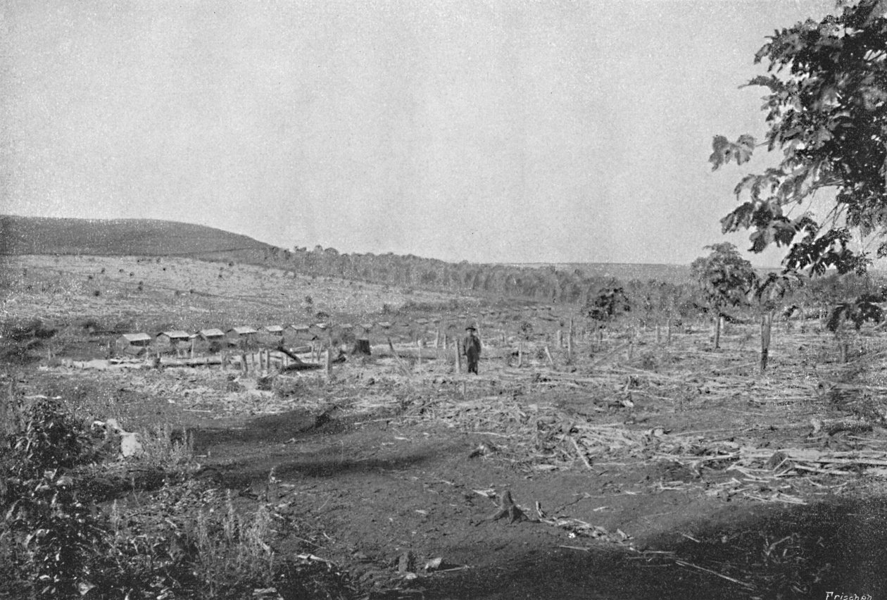 مزرعة قهوة جديدة ، مزرعة قهوة جديدة ، 1895 بواسطة أكسل فريك