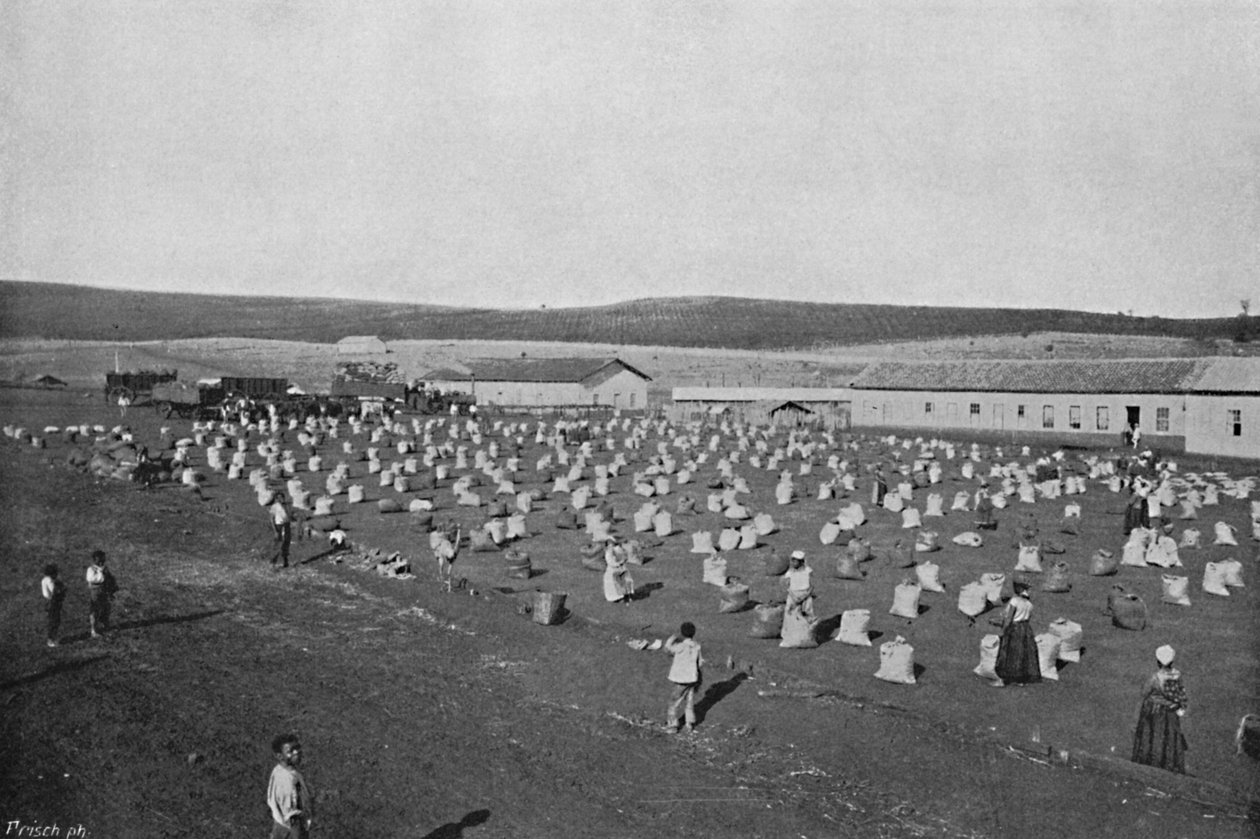 تيريرو لتجفيف المقهى ، تجفيف القهوة وتعبئتها ، 1895 بواسطة أكسل فريك