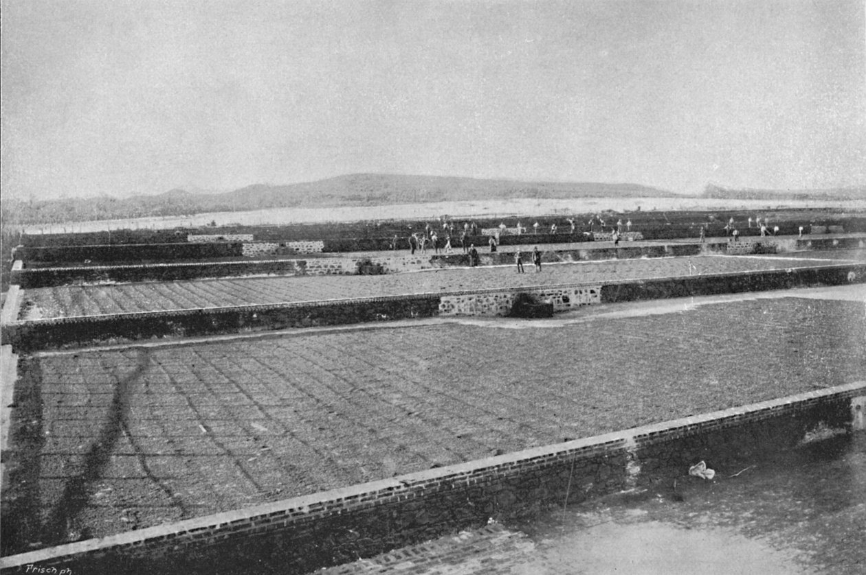 تيريرو لتجفيف المقهى ، تجفيف القهوة ، 1895 بواسطة أكسل فريك