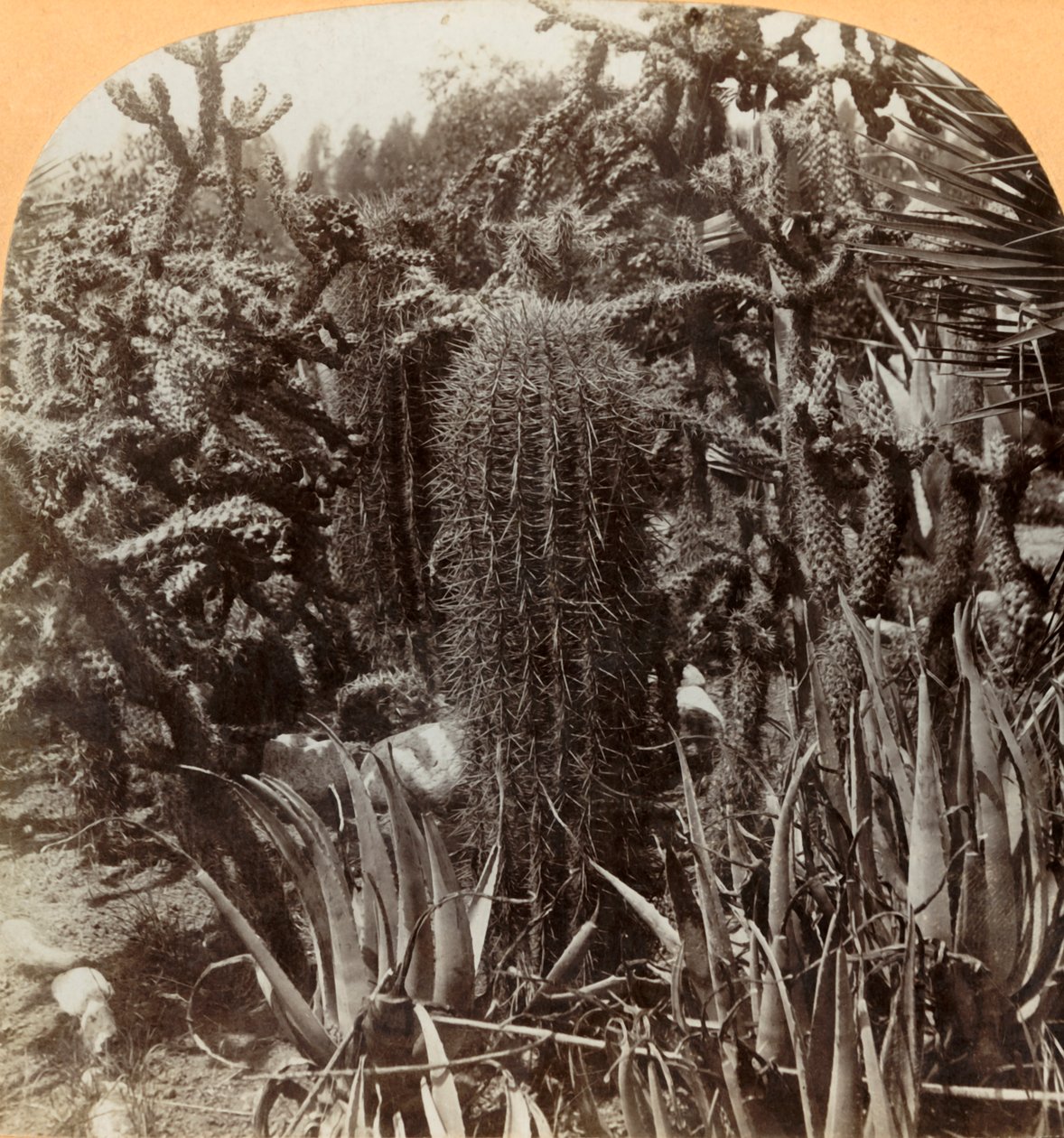 حديقة الصبار ، Cragin Place ، Lake Worth ، فلوريدا ، c1900. بواسطة BL سينجلي