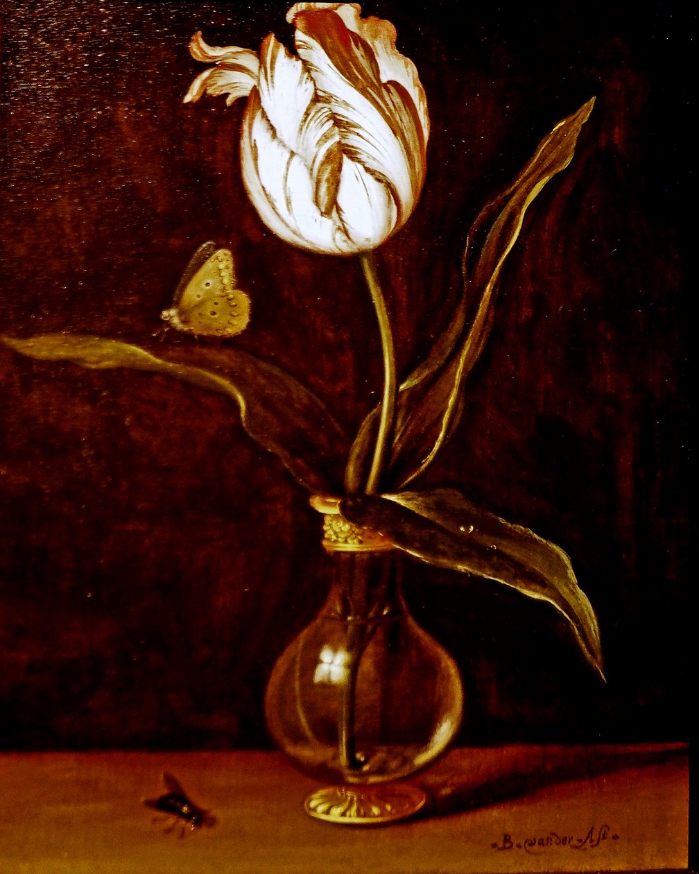  بواسطة Balthasar van der Ast
