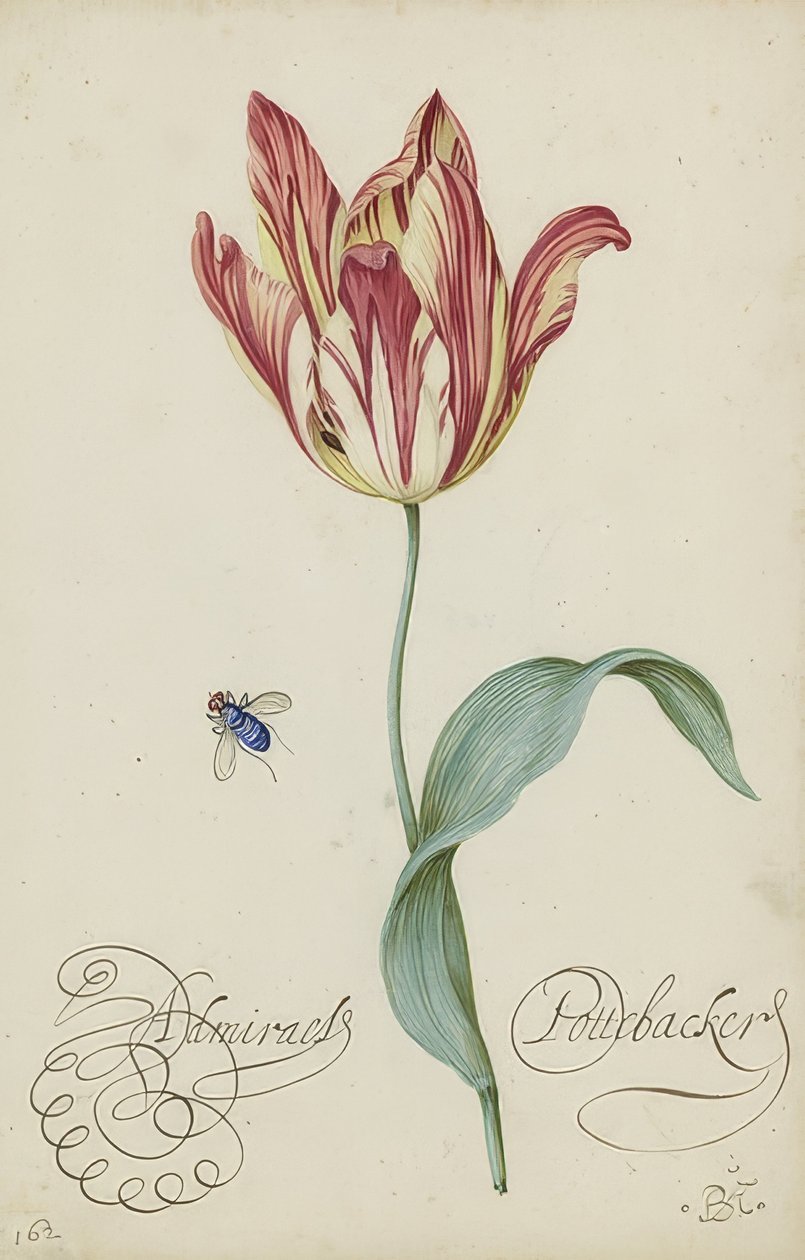 دراسة الخزامى والذبابة. 1620-29 بواسطة Balthasar van der Ast