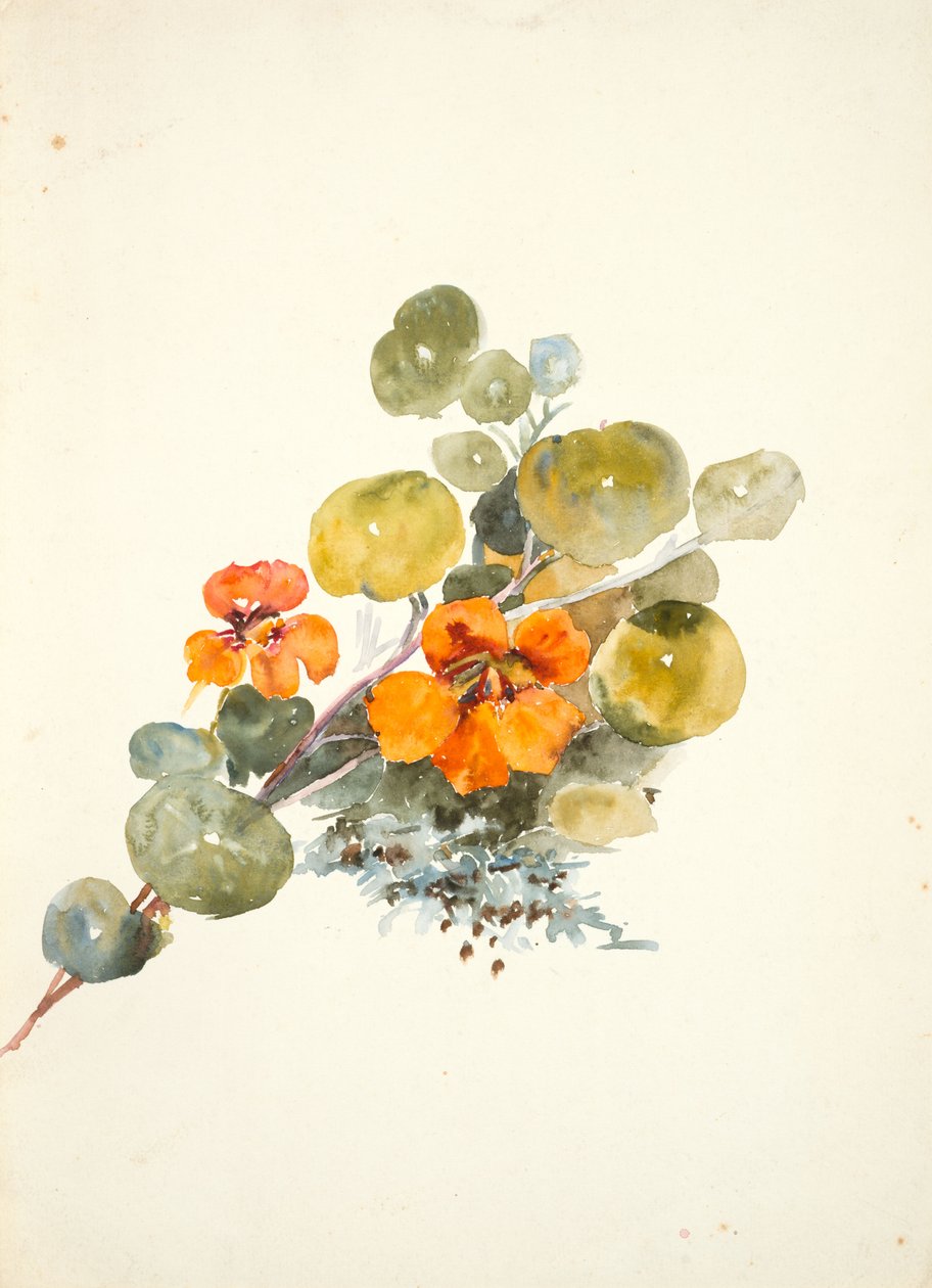 Nasturtiums (ألوان مائية على ورق منسوج) بواسطة باربرا لي سميث بوديتشون