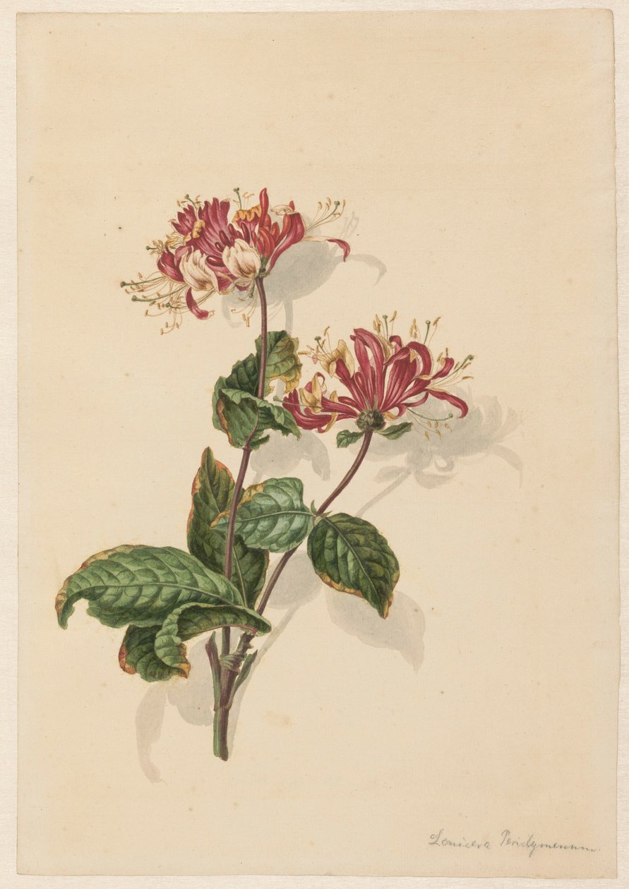 فرع زهر العسل البري (Lonicera periclymenum) بواسطة باريند هندريك تيير