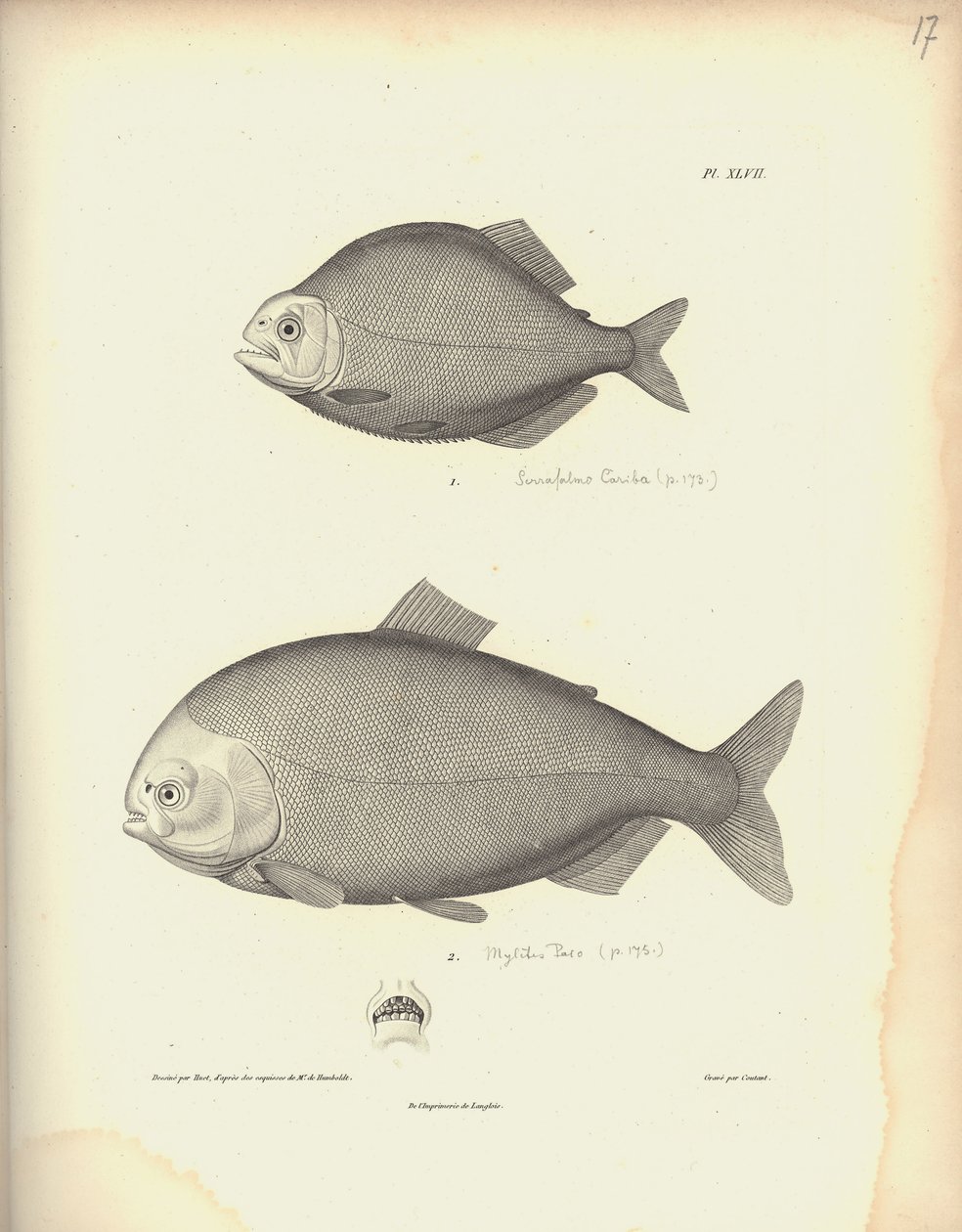 Characidae ، Pl. XLVII ، فولاذ محفور بواسطة Coutant بعد نقش بواسطة Nicola Huet (1770-1827) ، توضيح من `` مجموعة مراقبة علم الحيوان والتشريح المقارن ، الجزء الثاني &39;&39; ، بقلم Al. بواسطة البارون فريدريش ألكسندر فون هومبولت