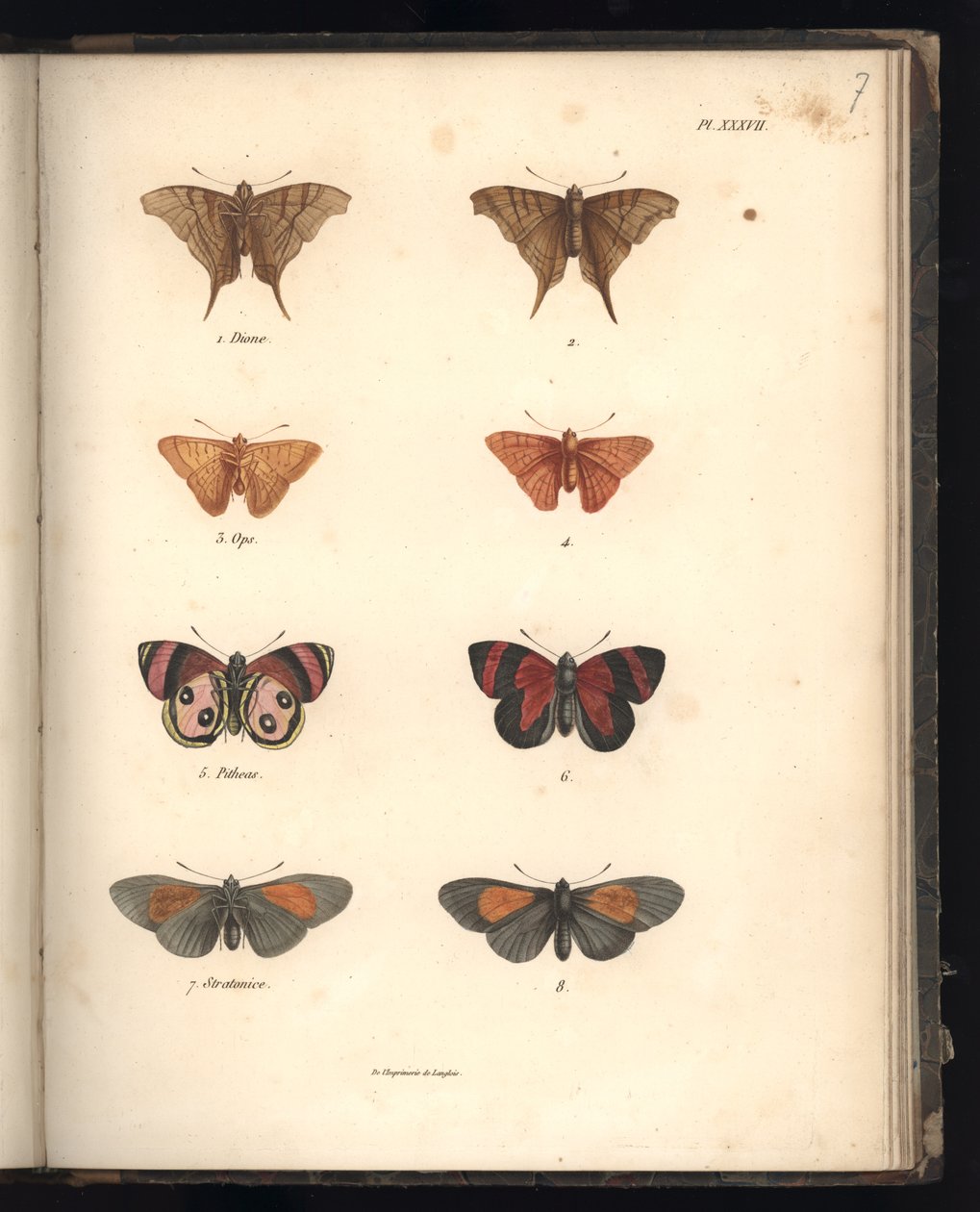 Lepidoptera ، Pl. XXXVII ، التوضيح من "مجموعة من مراقبة علم الحيوان والتشريح المقارن ، الجزء الثاني" ، بقلم Al. Humboldt and A. Bonplant ، باريس ، 1821 (نقش الألوان) بواسطة البارون فريدريش ألكسندر فون هومبولت