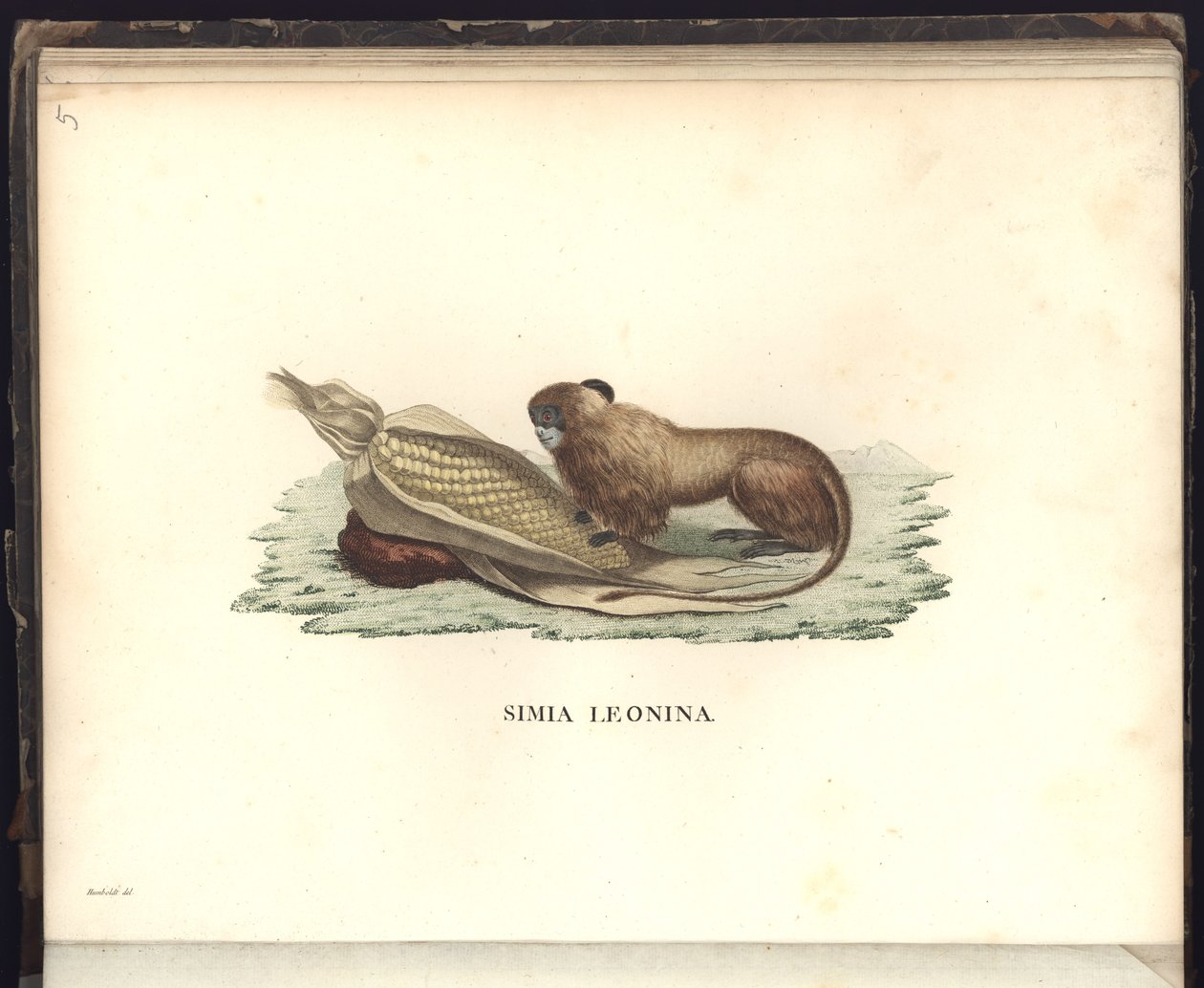 Simia leonina ، Pl.V ، توضيح من ، ملاحظات من علم الحيوان والتشريح المقارن تم جمعها في رحلة إلى البلدان الاستوائية في القارة الجديدة ، في السنوات 1799 ، 1800 ، 18 بواسطة البارون فريدريش ألكسندر فون هومبولت
