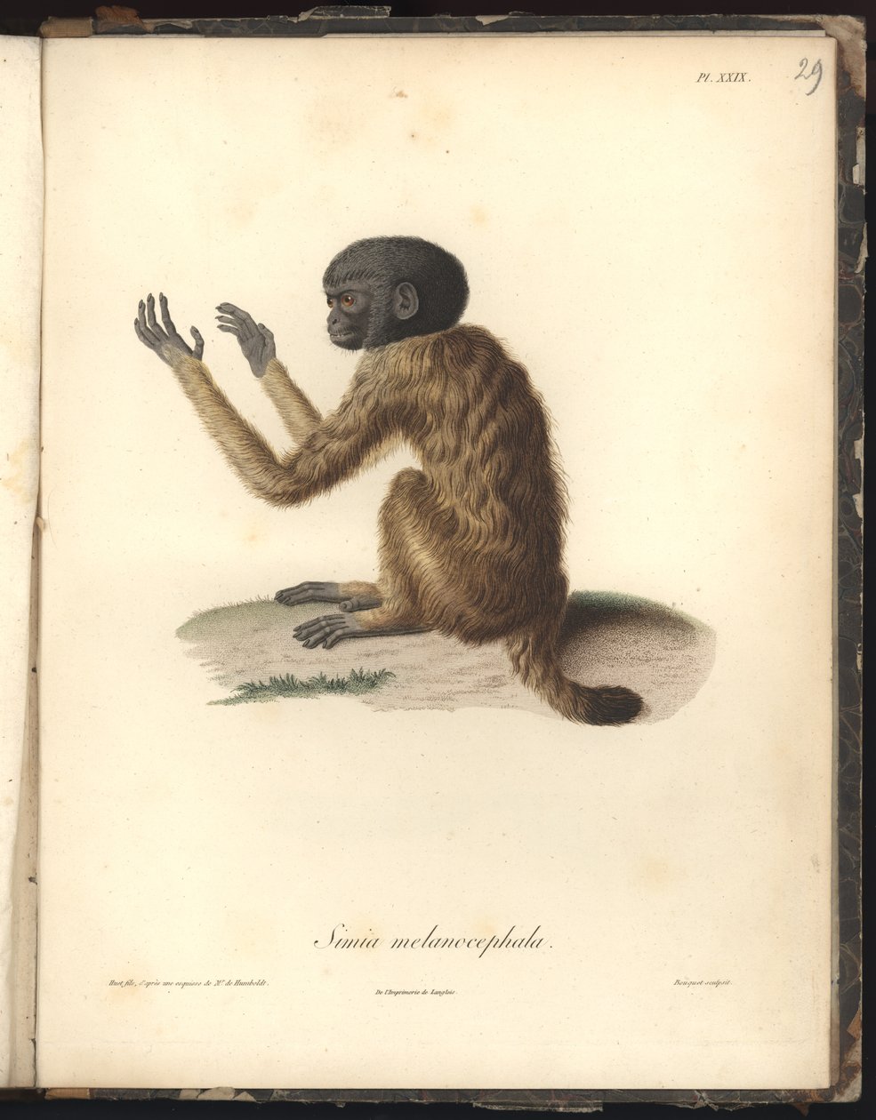 Simia melanocephala، Pl. التاسع والعشرون ، فولاذ محفور بواسطة Louis Bouquet (1765-1814) بعد نقش بواسطة Nicola Huet (1770-1827) ، توضيح من Recueil dobservation de zoologie et danatomie مقارنة ، fait بواسطة البارون فريدريش ألكسندر فون هومبولت