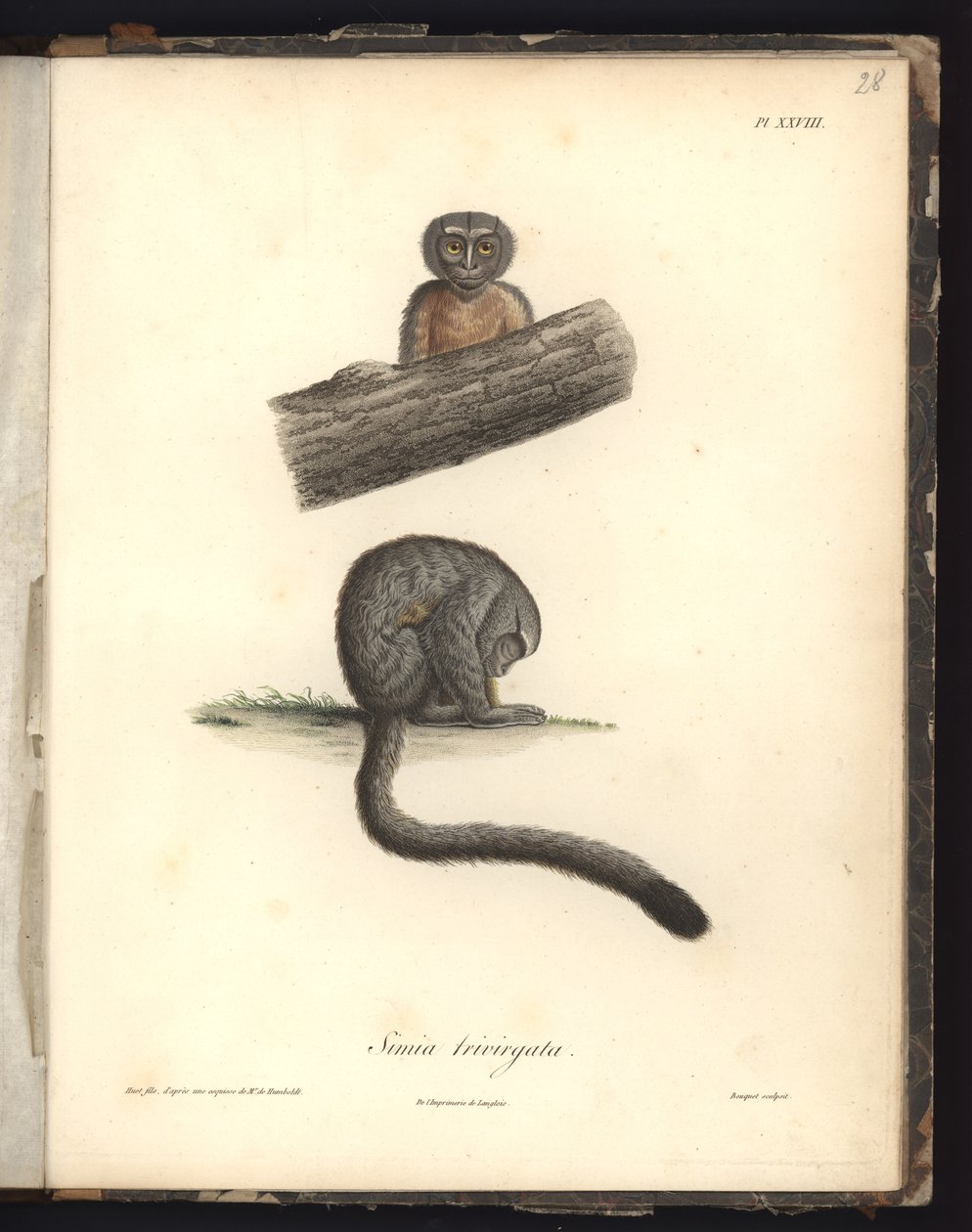 Simia trivirgata ، Pl.XXVIII ، فولاذ محفور بواسطة Louis Bouquet (1765-1814) بعد نقش بواسطة Nicola Huet (1770-1827) ، توضيح من "Recueil d&39;observation من علم الحيوان ومقارنة التشريح ، fai بواسطة البارون فريدريش ألكسندر فون هومبولت