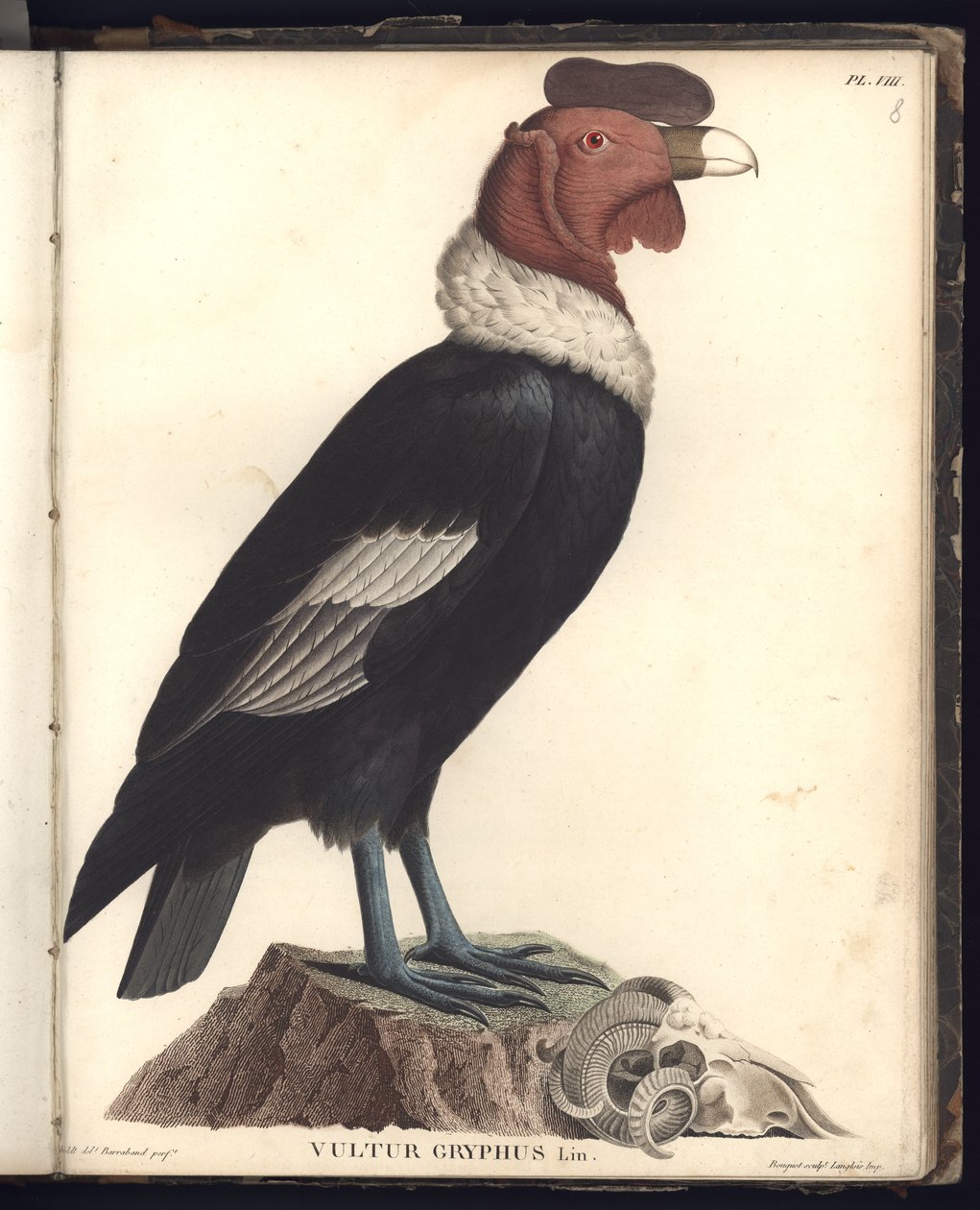 ذكر كوندور (Vultur gryphus، LIN.) ، Pl.VIII ، ترجمة من "ملاحظات من علم الحيوان والتشريح المقارن تم جمعها في رحلة إلى البلدان الاستوائية في القارة الجديدة ، i بواسطة البارون فريدريش ألكسندر فون هومبولت