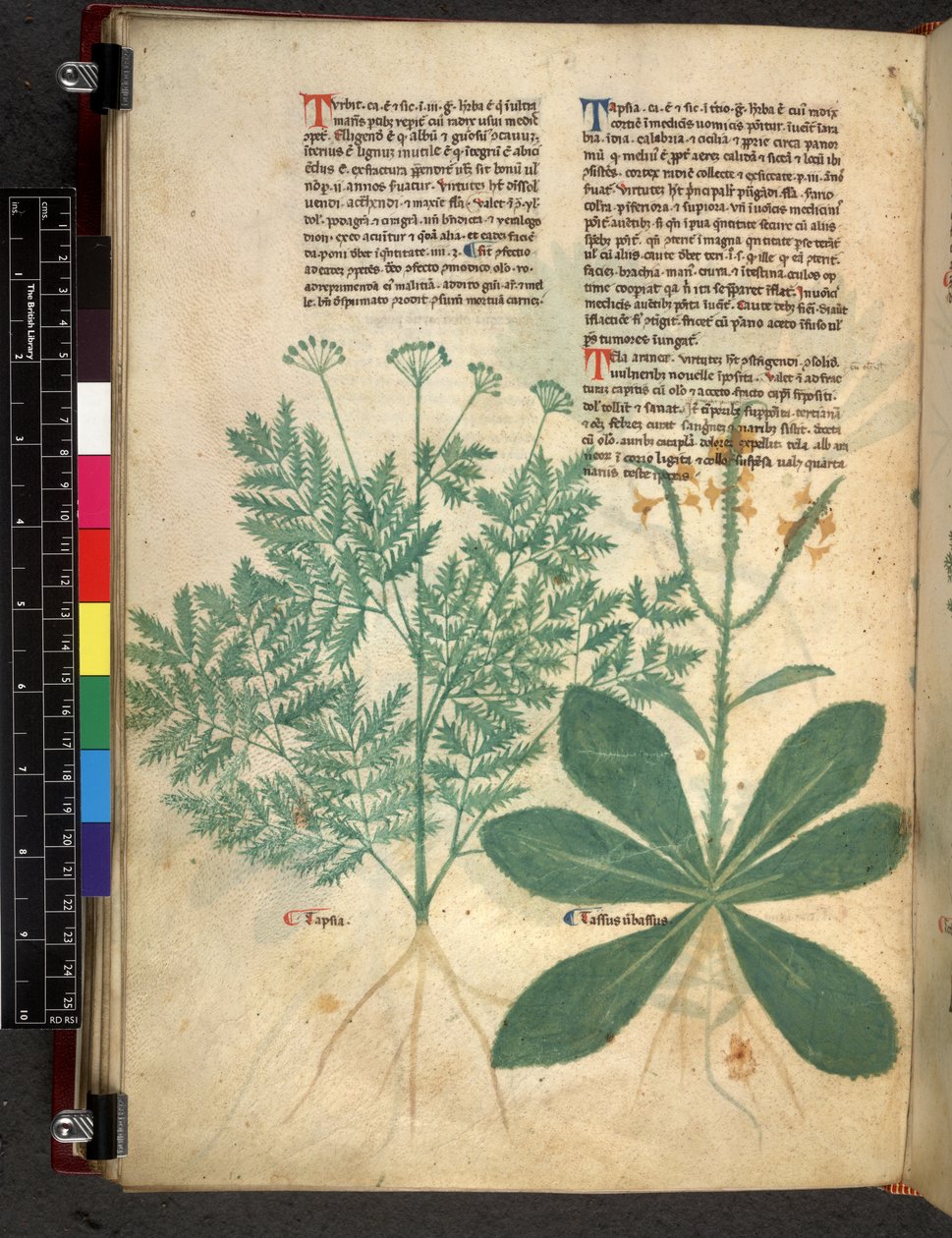Egerton 747 f.101v مقالة عن الأعشاب ، ج .1280-1310 (حبر ولون على ورق) بواسطة بارثولوماي ميني دي سينيس