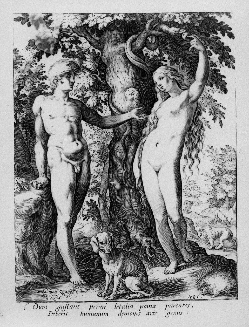 آدم وحواء ، نقشت هندريك جولتزيوس ، 1585 بواسطة Bartholomaeus Spranger