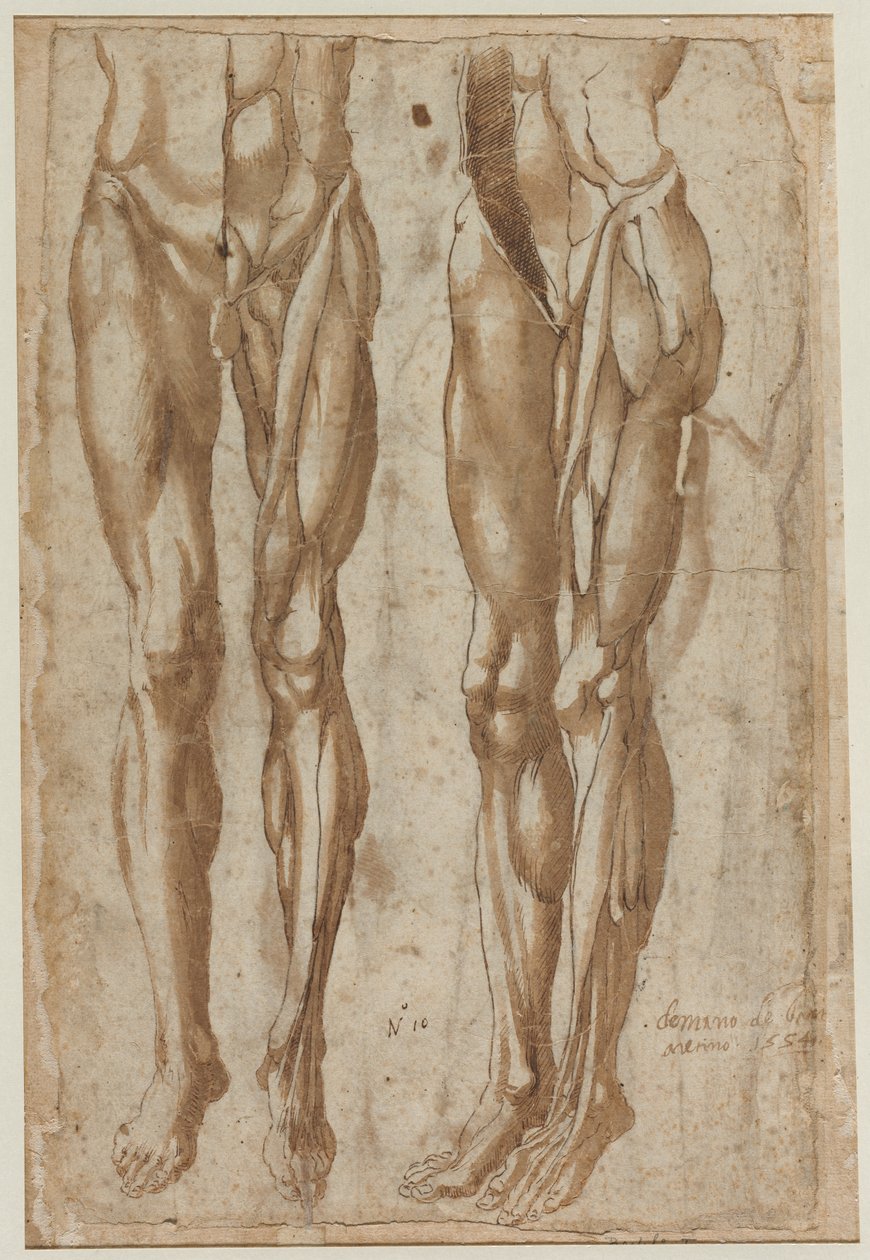 دراستان لرجل مسلوق (وجه) بواسطة Bartolommeo da Arezzo