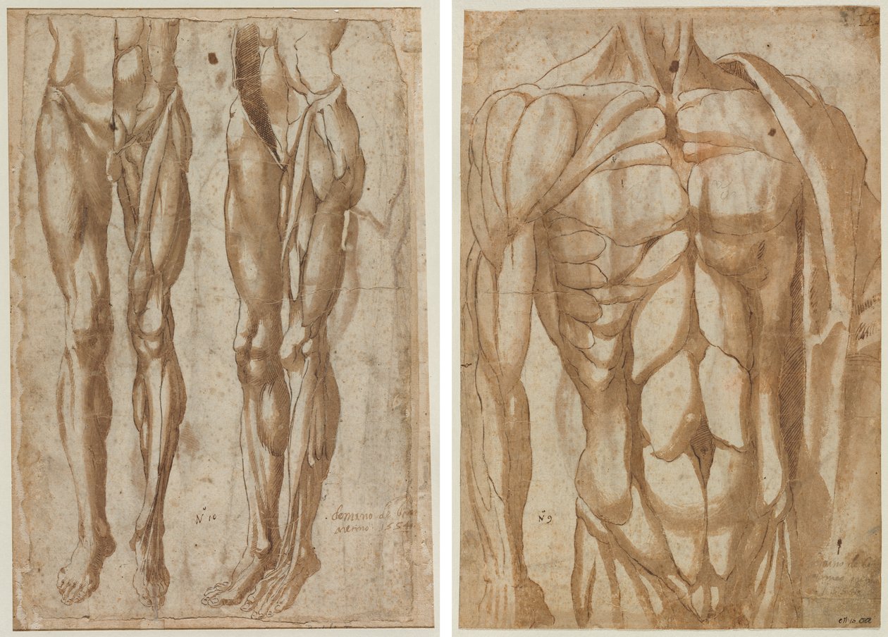 دراستان لرجل مسلخ (وجه) دراسة لجذع مسلخ (ظهر) بواسطة Bartolommeo da Arezzo