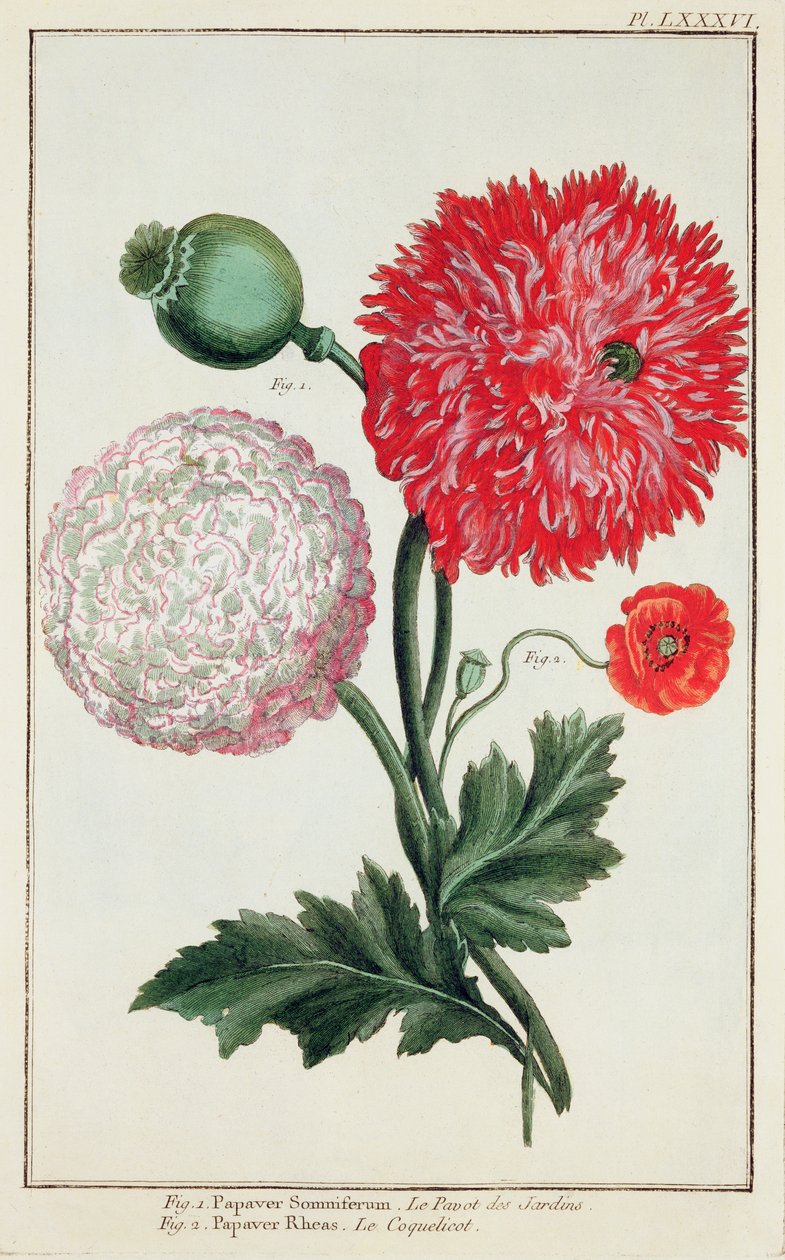 Papaver somniferum و Papaver rheas منقوش بواسطة المدرسة الألمانية في القرن الثامن عشر بواسطة باسل بيسلر