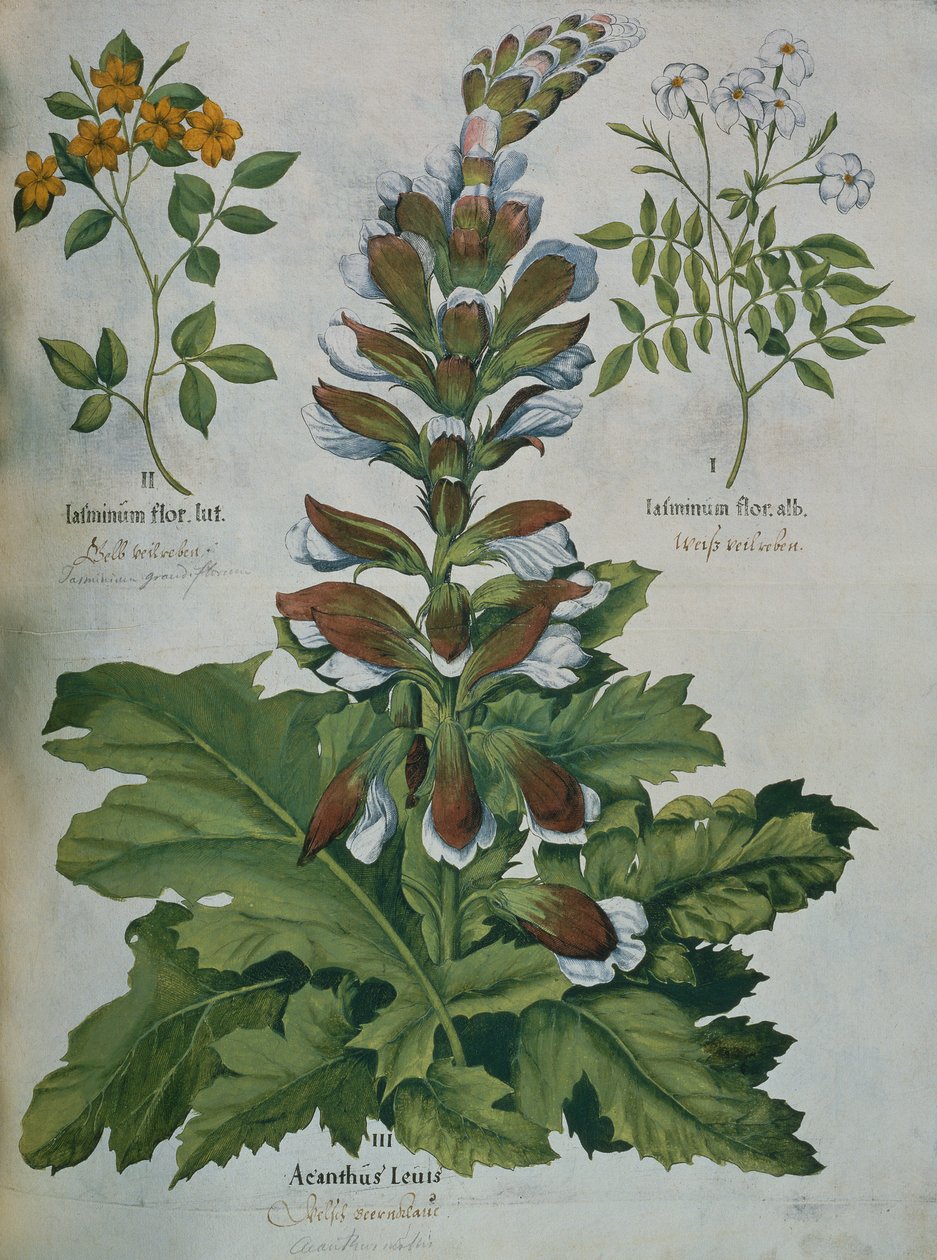 ورقة من Besler's Hortus Eystettensis (نقش ملون) بواسطة باسل بيسلر