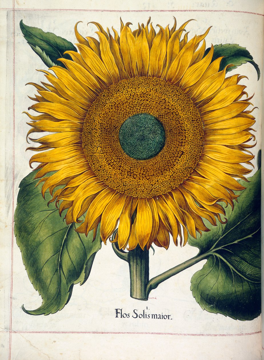 عباد الشمس (flos solis maior) ، من "Hortus Eystettensis" بواسطة باسل بيسلر