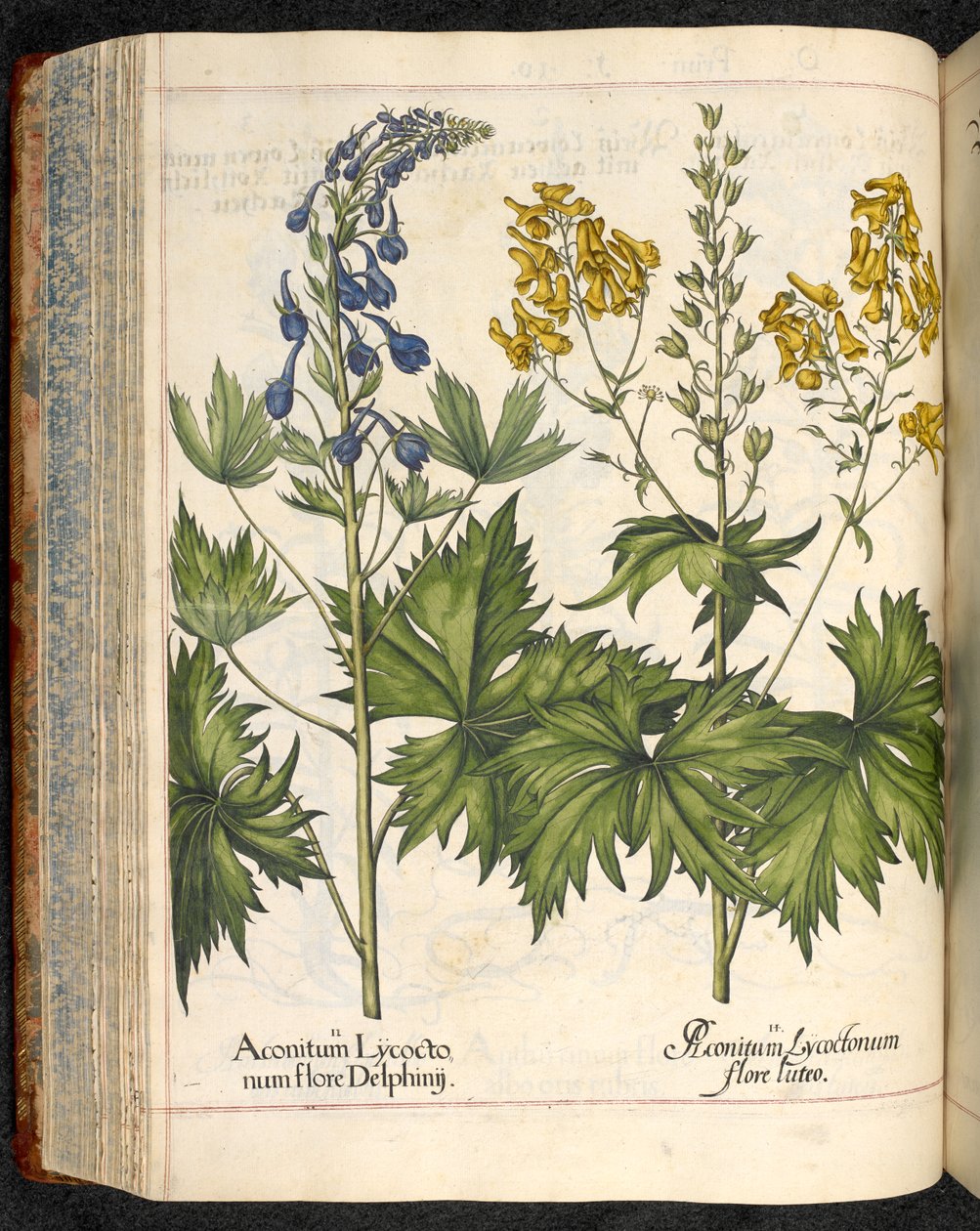 Aconitum lycoctonum (Wolfsbane) من Hortus Eystettensis ، Basilius Besler بواسطة باسل بيسلر