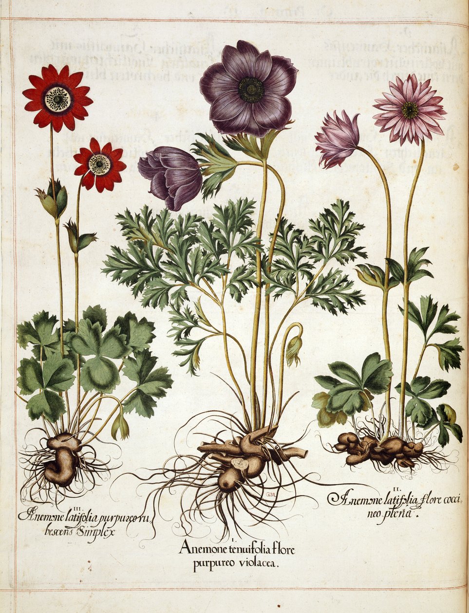 شقائق النعمان من فيلم "Hortus Eystettensis" بواسطة باسل بيسلر