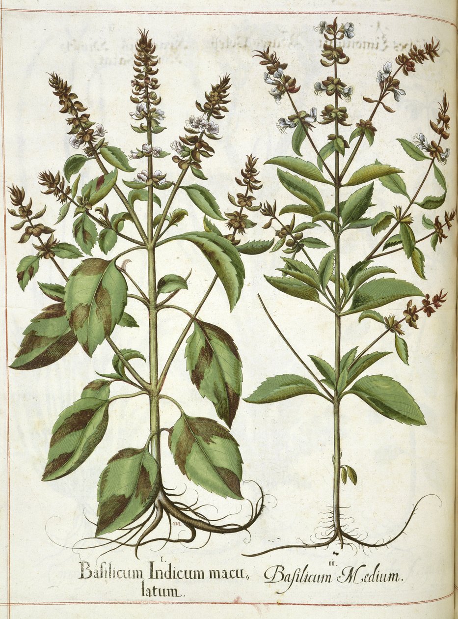 باسل ، من "Hortus Eystettensis" بواسطة باسل بيسلر
