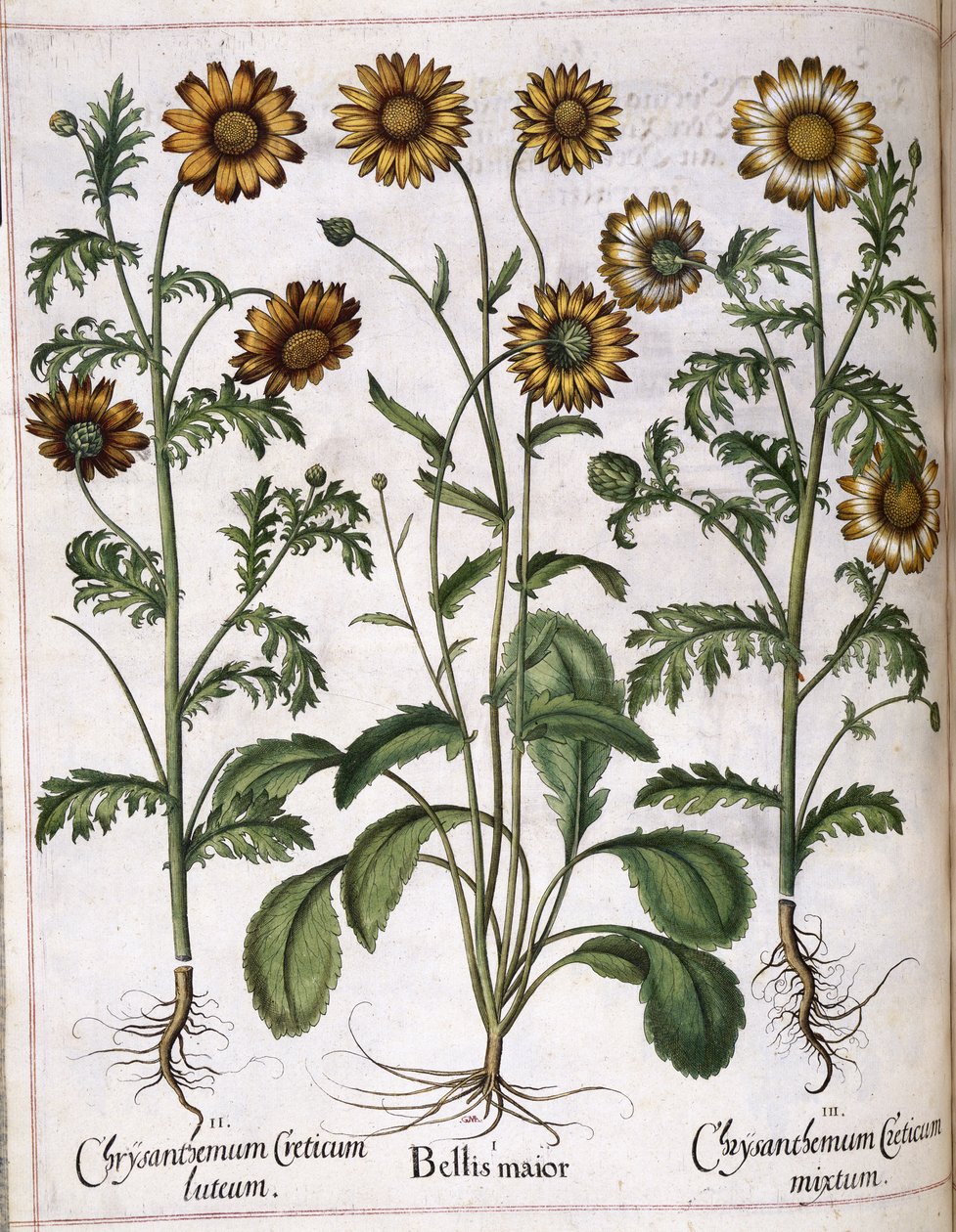 الأقحوان ، من "Hortus Eystettensis" بواسطة باسل بيسلر