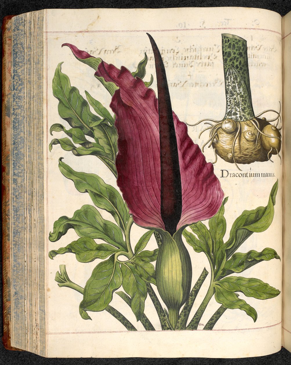 Dracontium Maius ، من Hortus Eystettensis ، بواسطة Basilius Besler بواسطة باسل بيسلر