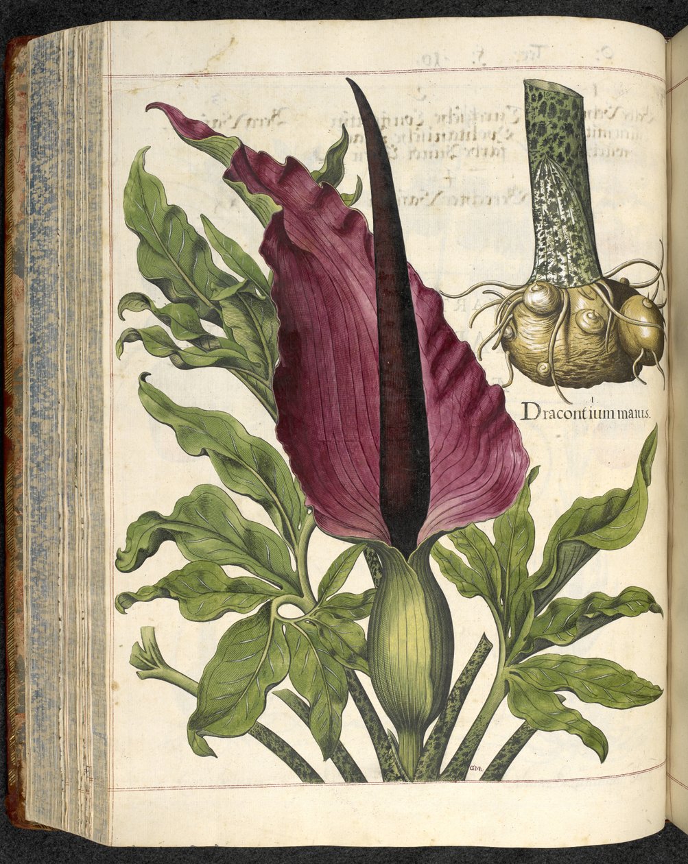 Dracontium Maius ، رسم توضيحي من `` Hortus Eystettensis ، sive Diligens et minutes omn 