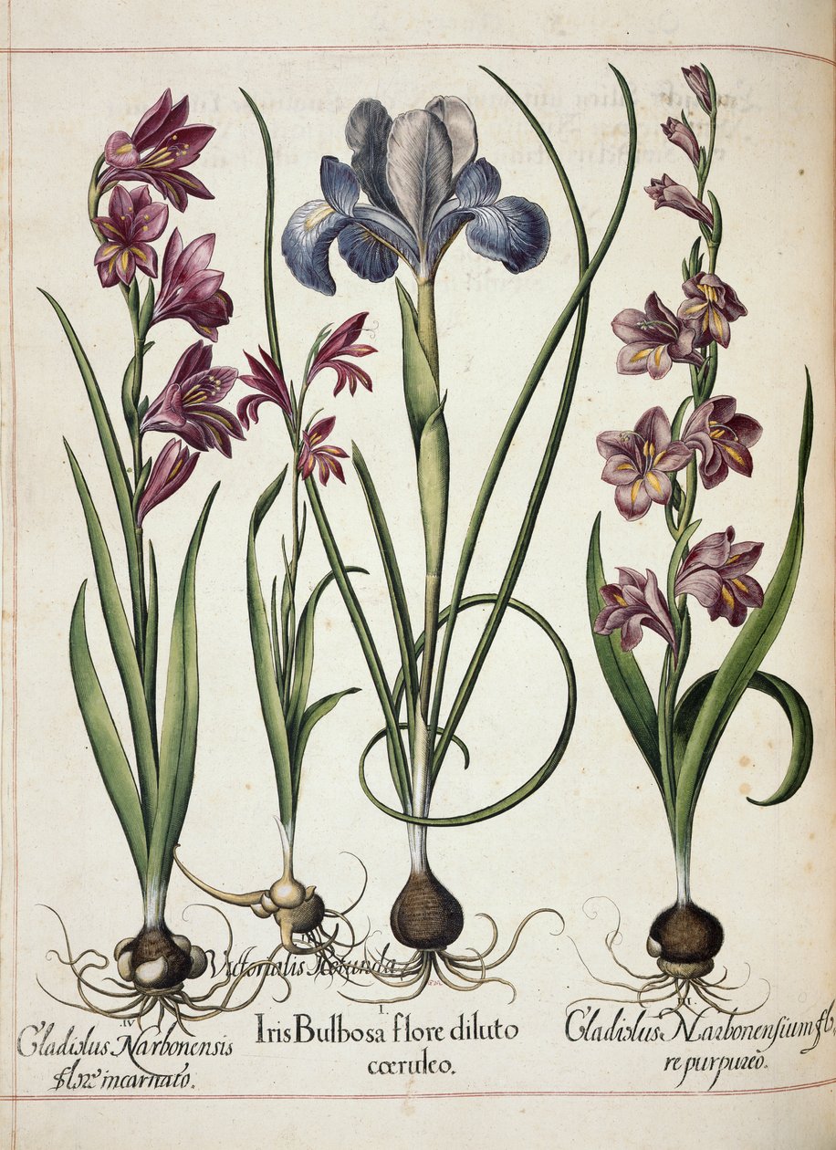 Gladiolus و iris ، من "Hortus Eystettensis" بواسطة باسل بيسلر
