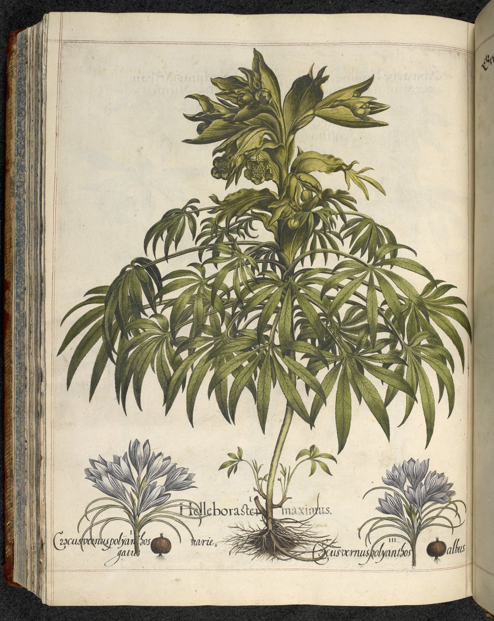 Helleborus ، رسم توضيحي من `` Hortus Eystettensis ، sive Diligens et دقة omn 