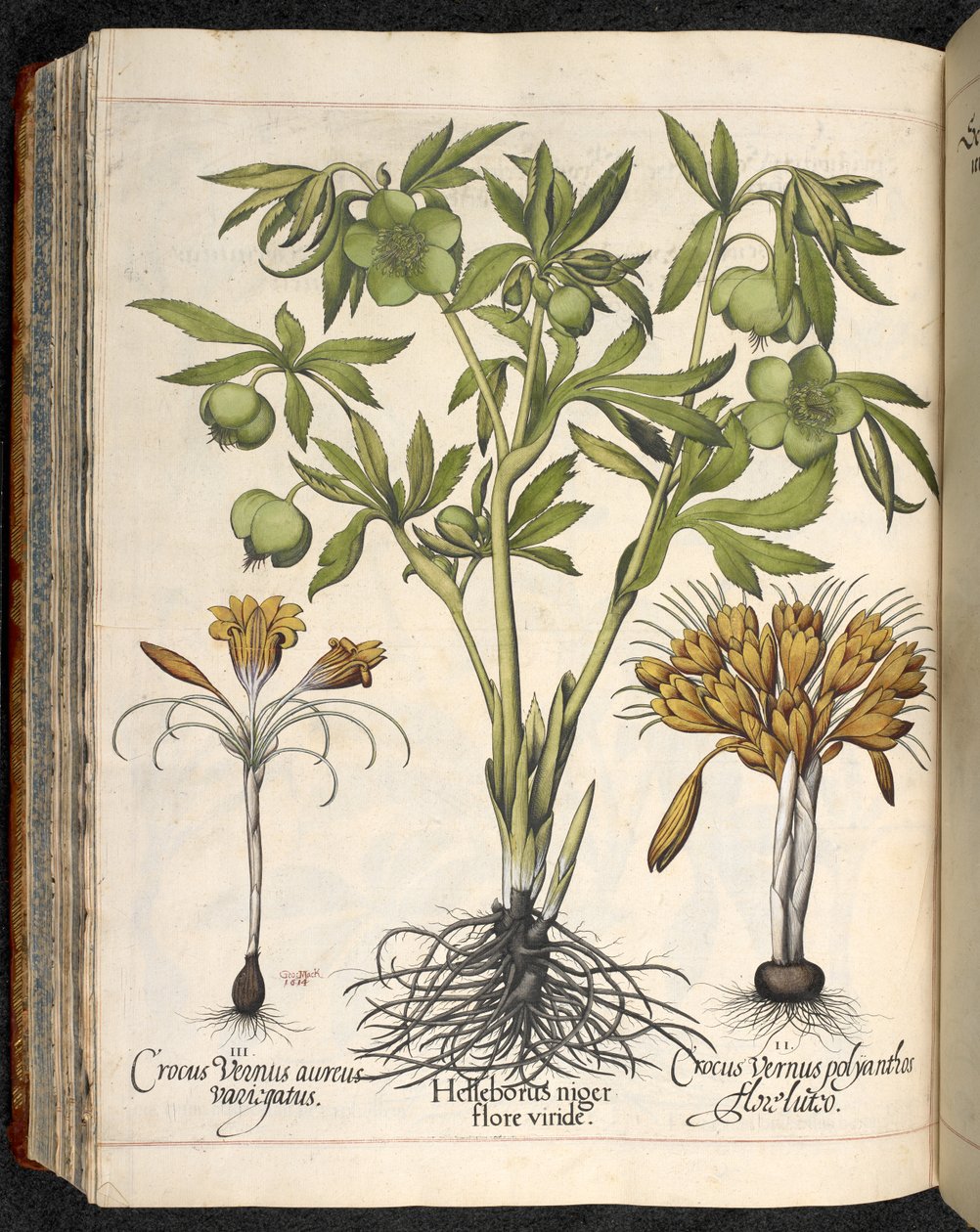 النيجر Helleborus ، Crocus vernus ، من Hortus Eystettensis ، بواسطة Basilius Besler بواسطة باسل بيسلر