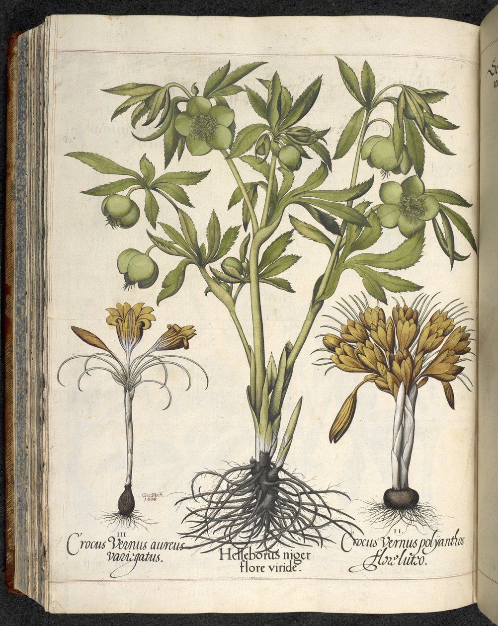 Helleborus niger ، رسم توضيحي من `` Hortus Eystettensis ، sive diligens et Accorata omn 