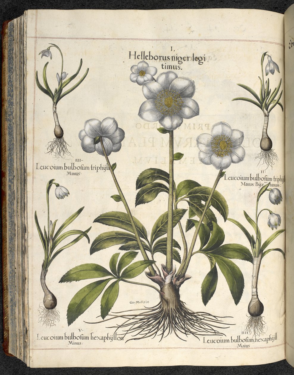Helleborus niger ، رسم توضيحي من `` Hortus Eystettensis ، sive diligens et Accorata omn 