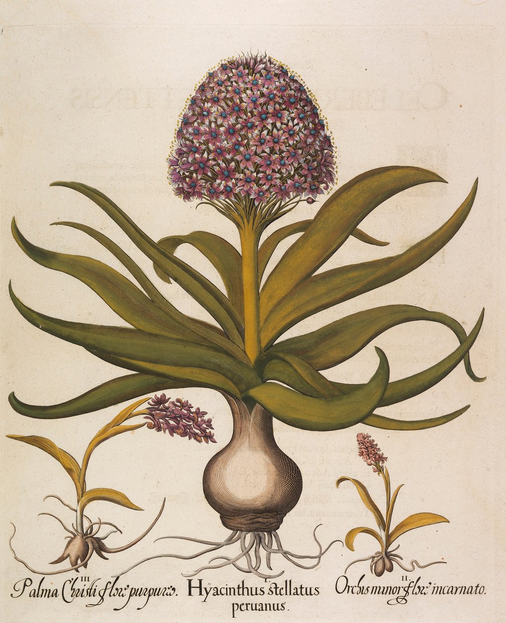 Hyacinthus stellatus ، 1613. بواسطة باسل بيسلر