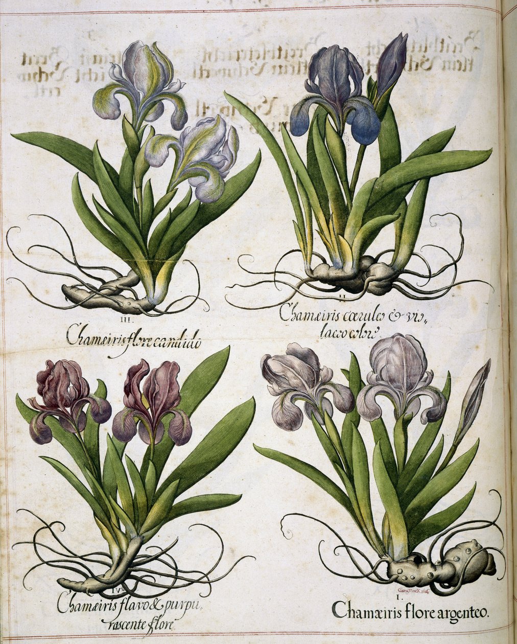 إيريس ، من "Hortus Eystettensis" بواسطة باسل بيسلر
